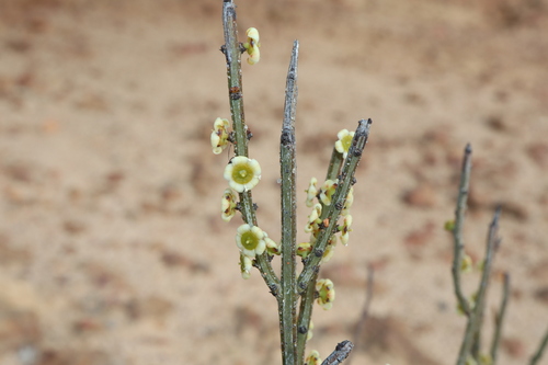 Psammomoya choretroides (Psammomoya choretroides)