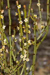 Psammomoya choretroides (Psammomoya choretroides)