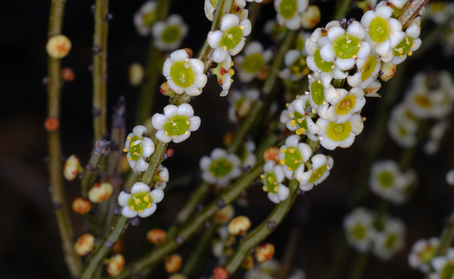 Psammomoya choretroides (Psammomoya choretroides)