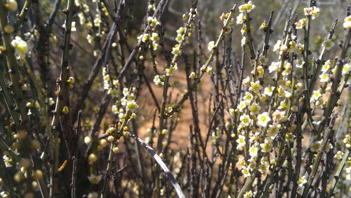 Psammomoya choretroides (Psammomoya choretroides)