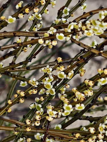 Psammomoya choretroides (Psammomoya choretroides)