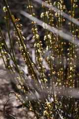 Psammomoya choretroides (Psammomoya choretroides)