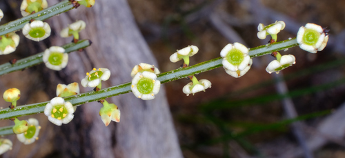 Psammomoya choretroides (Psammomoya choretroides)