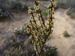 Psammomoya choretroides (Psammomoya choretroides)