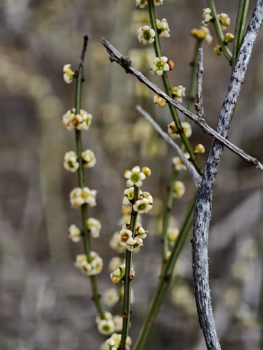 Psammomoya choretroides (Psammomoya choretroides)