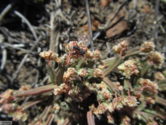 Psammotropha anguina (Psammotropha anguina)