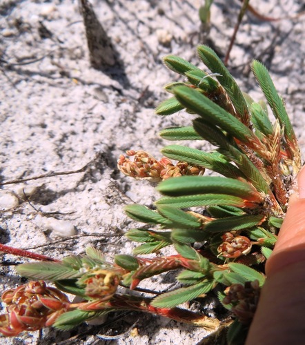 Psammotropha anguina (Psammotropha anguina)