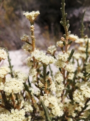 Psammotropha anguina (Psammotropha anguina)