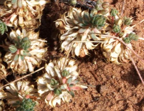 Psammotropha frigida (Psammotropha frigida)