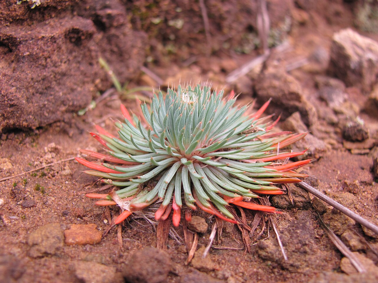 Psammotropha myriantha: Psammotropha myriantha Sond. - foothills of the Drakensberg 20kms out of Underberg, KwaZulu-Natal, South Africa