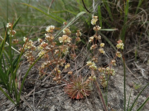 Psammotropha myriantha (Psammotropha myriantha)