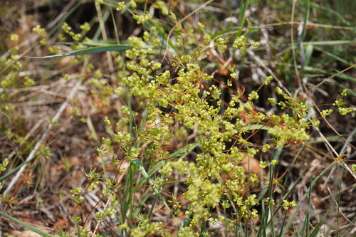 Psammotropha myriantha (Psammotropha myriantha)