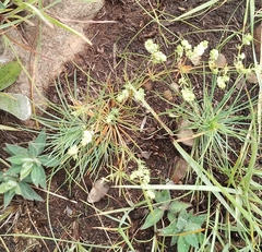 Psammotropha myriantha (Psammotropha myriantha)