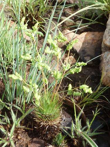 Psammotropha myriantha (Psammotropha myriantha)