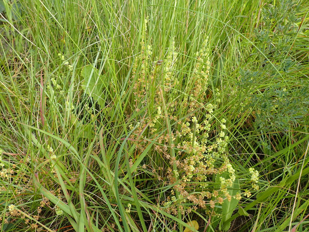 Psammotropha myriantha (Psammotropha myriantha)
