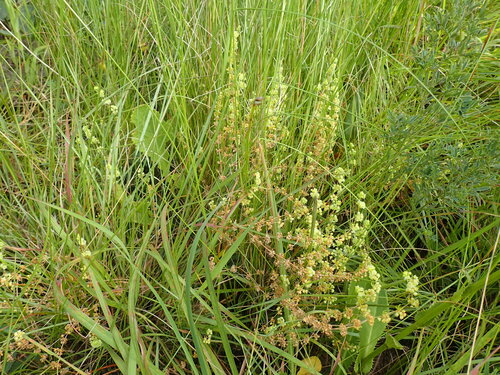 Psammotropha myriantha (Psammotropha myriantha)