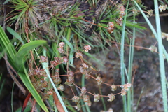 Psammotropha myriantha (Psammotropha myriantha)