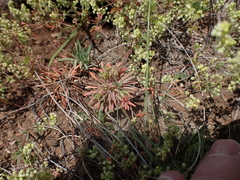 Psammotropha myriantha (Psammotropha myriantha)