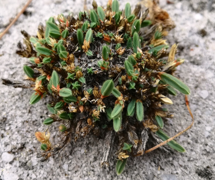Psammotropha quadrangularis: Psammotropha quadrangularis - Cedarberg