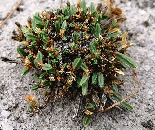Psammotropha quadrangularis: Psammotropha quadrangularis - Cedarberg