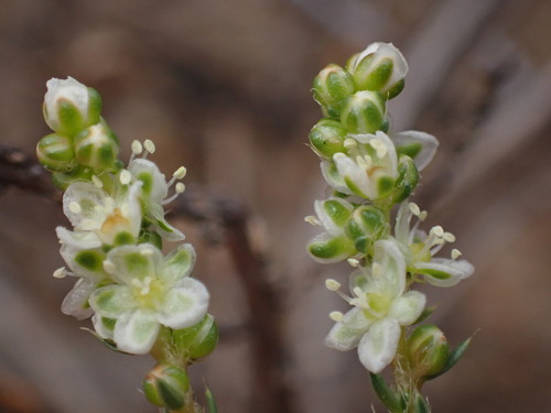 Psammotropha spicata (Psammotropha spicata)