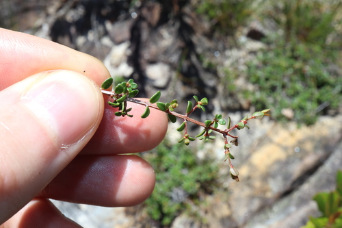 Pseudanthus divaricatissimus (Pseudanthus divaricatissimus)