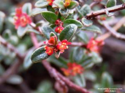 Pseudanthus divaricatissimus: Pseudanthus divaricatissimus growing in Lidsdale NSW