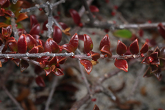 Pseudanthus micranthus (Pseudanthus micranthus)
