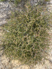 Pseudanthus micranthus (Pseudanthus micranthus)