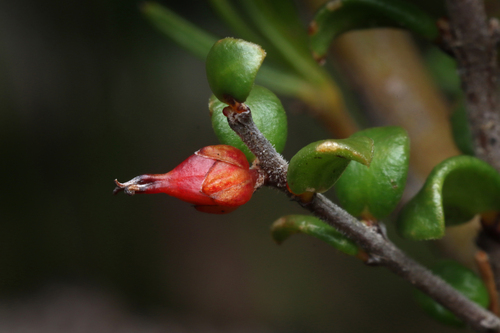 Pseudanthus micranthus (Pseudanthus micranthus)