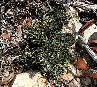 Pseudanthus orbicularis: Pseudanthus orbicularis near the Ingliston Gorge/Sloss Gully Walk, south-east of Ballan, Victoria