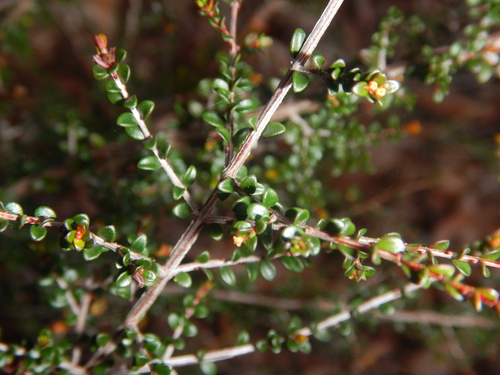 Pseudanthus orbicularis (Pseudanthus orbicularis)