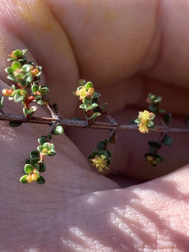 Pseudanthus orbicularis (Pseudanthus orbicularis)