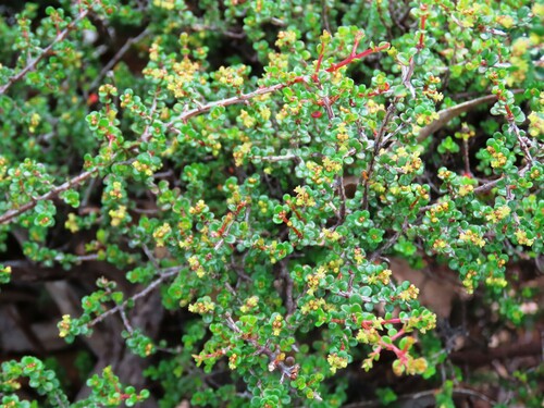 Pseudanthus orbicularis (Pseudanthus orbicularis)