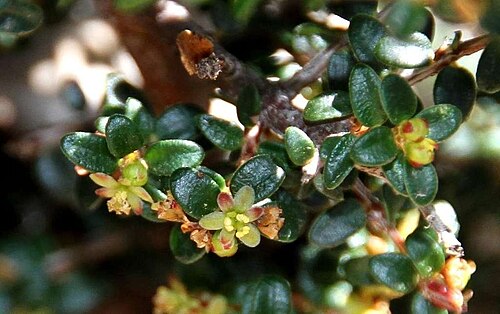 Pseudanthus orbicularis: Pseudanthus orbicularis near the Ingliston Gorge/Sloss Gully Walk, south-east of Ballan, Victoria