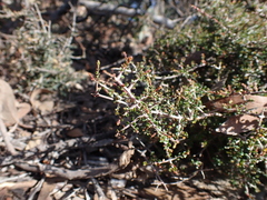 Pseudanthus orbicularis (Pseudanthus orbicularis)