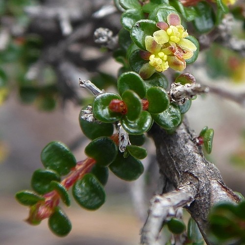 Pseudanthus orbicularis (Pseudanthus orbicularis)