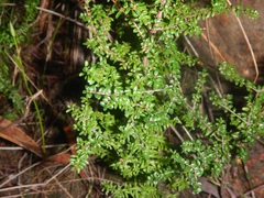 Pseudanthus orbicularis (Pseudanthus orbicularis)