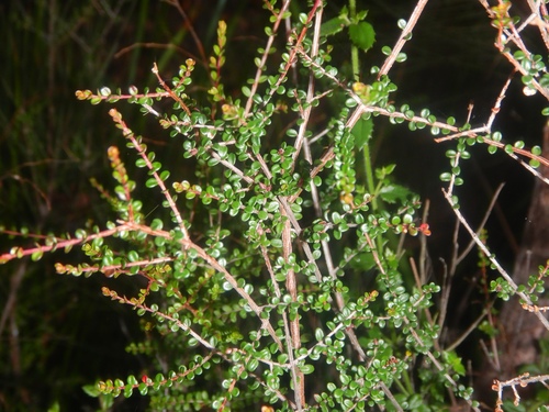 Pseudanthus orbicularis (Pseudanthus orbicularis)