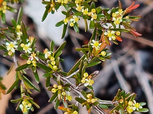 Pseudanthus orientalis: Pseudanthus orientalis in Great Sandy National Park, Queensland