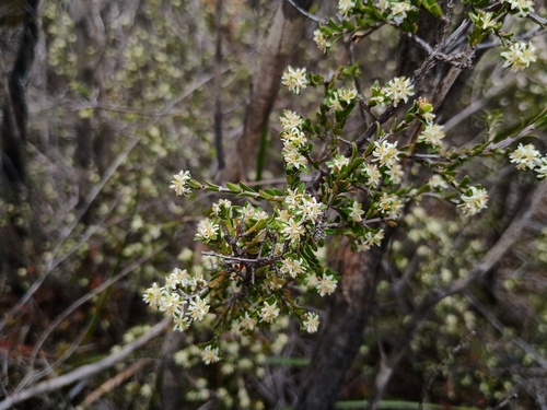 Pseudanthus ovalifolius (Pseudanthus ovalifolius)