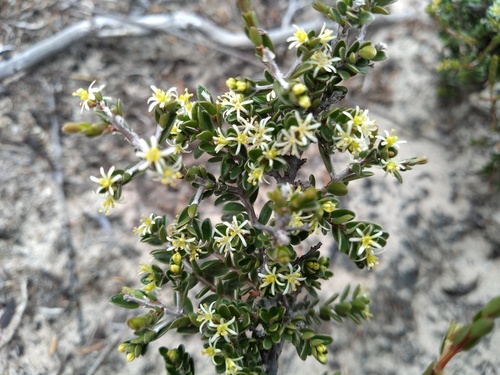 Pseudanthus ovalifolius (Pseudanthus ovalifolius)