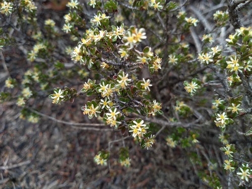 Pseudanthus ovalifolius (Pseudanthus ovalifolius)