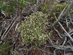 Pseudanthus ovalifolius (Pseudanthus ovalifolius)