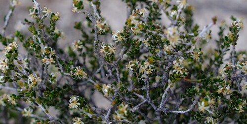 Pseudanthus ovalifolius (Pseudanthus ovalifolius)