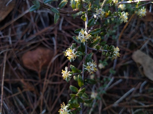 Pseudanthus ovalifolius (Pseudanthus ovalifolius)