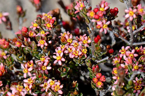 Pseudanthus ovalifolius (Pseudanthus ovalifolius)
