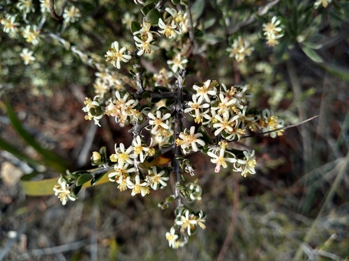 Pseudanthus ovalifolius (Pseudanthus ovalifolius)