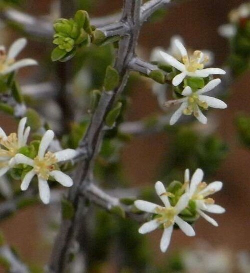 Pseudanthus ovalifolius: Pseudanthus ovalifolius near Kamarooka, Victoria