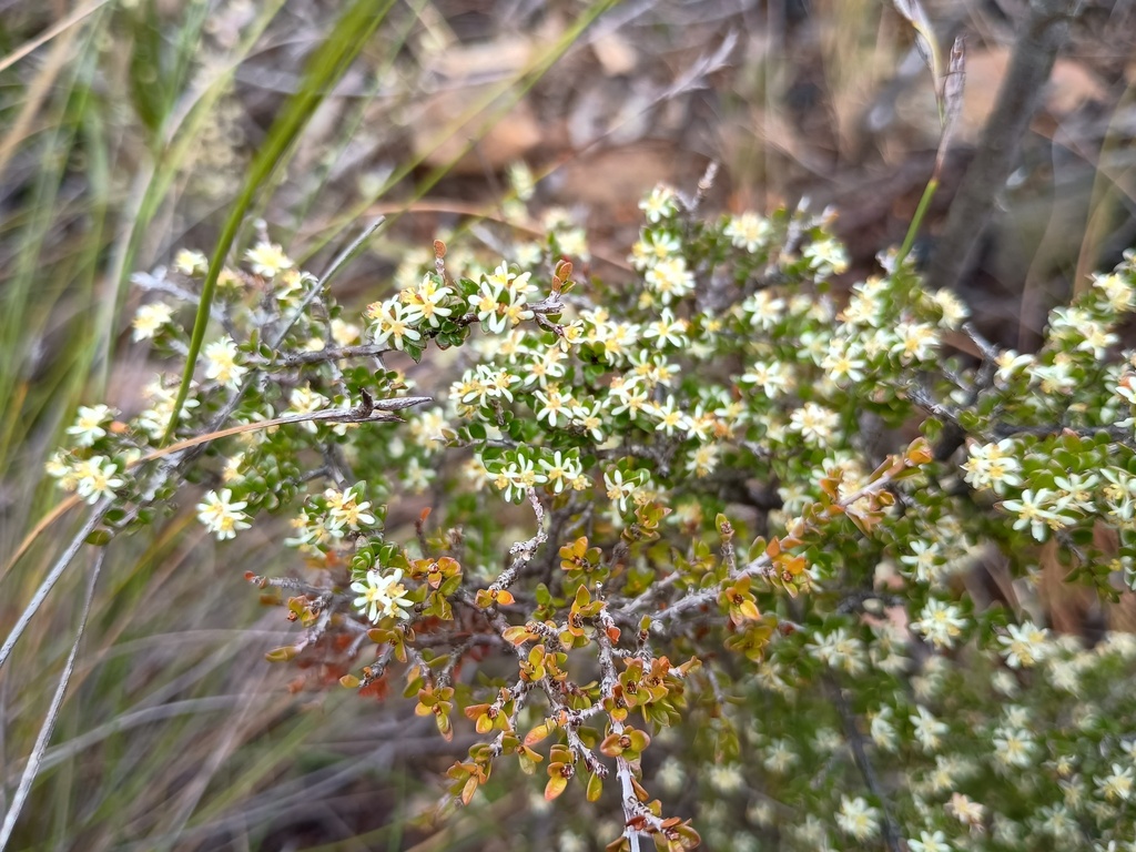 Pseudanthus ovalifolius (Pseudanthus ovalifolius)